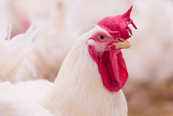 Chicken-House-Stock-Image-600x400