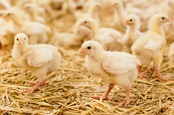 Chicken-House-Stock-Image-600x400b