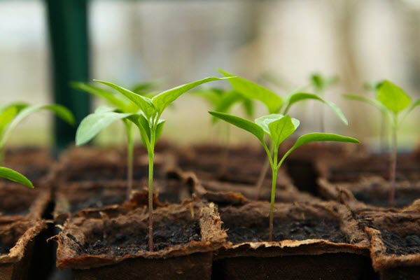 greehouse-market1